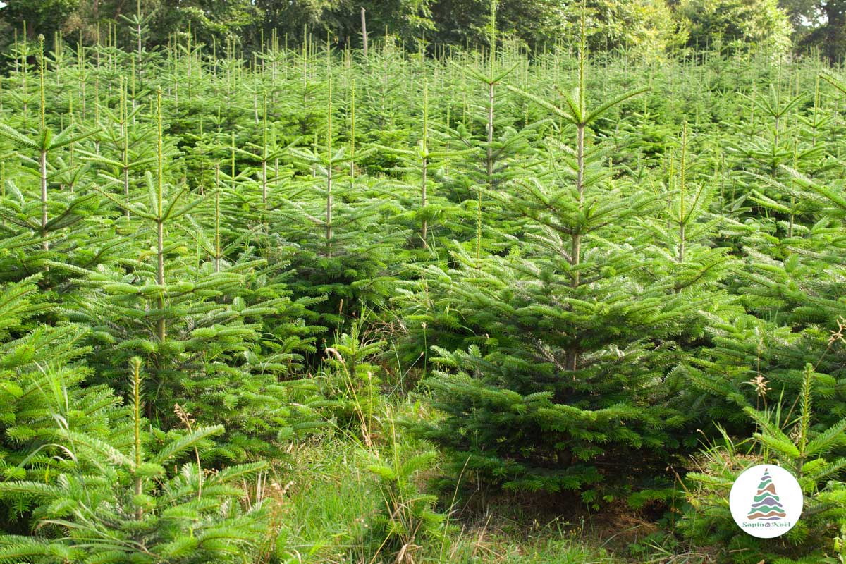 Plantation de sapin dans le morvan